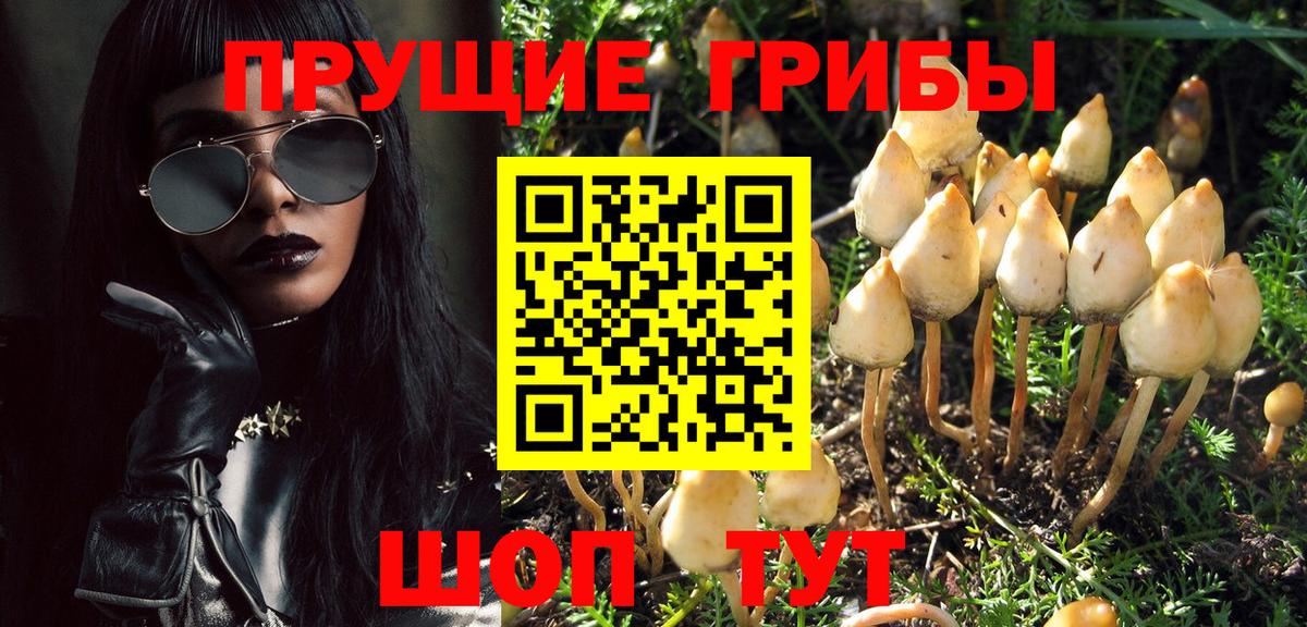 Гусев  Псилоцибиновые грибы Psilocybe  Вход с VPN 